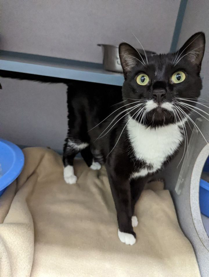 Cedar Bend Humane tweet media