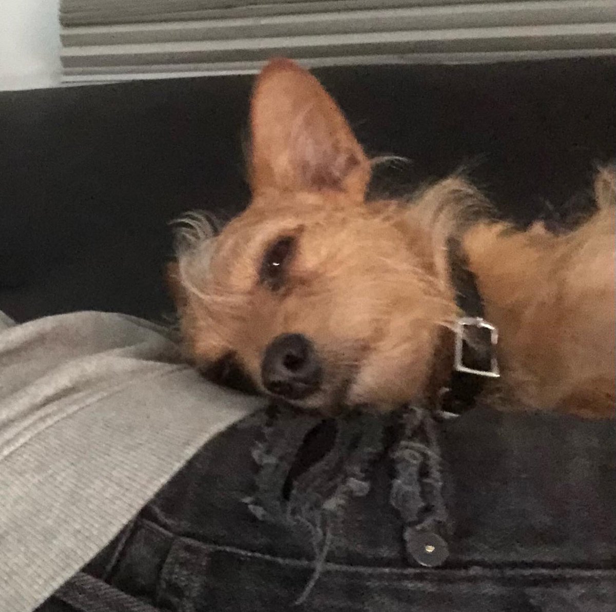 Victoria Pratt tweet media