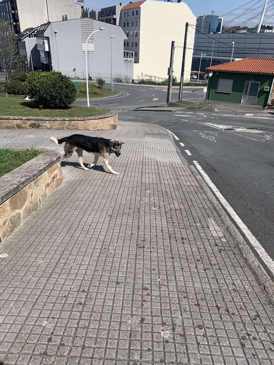 virginiaa21_'s tweet photo. Este can leva dous días pola zona do Birloque/A Cabana. Ten collar.
Se alguén o recoñece ou sabe de quen é, que lle avise que anda por esta zona.

Agradécese difusión ❗️ https://t.co/BvOpwRx7IW