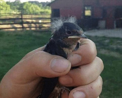 juancho0929's tweet photo. Mi psicólogo:
El pájaro Julio Correal no existe.

El pájaro Julio Correal: https://t.co/gF7NjOnTAc
