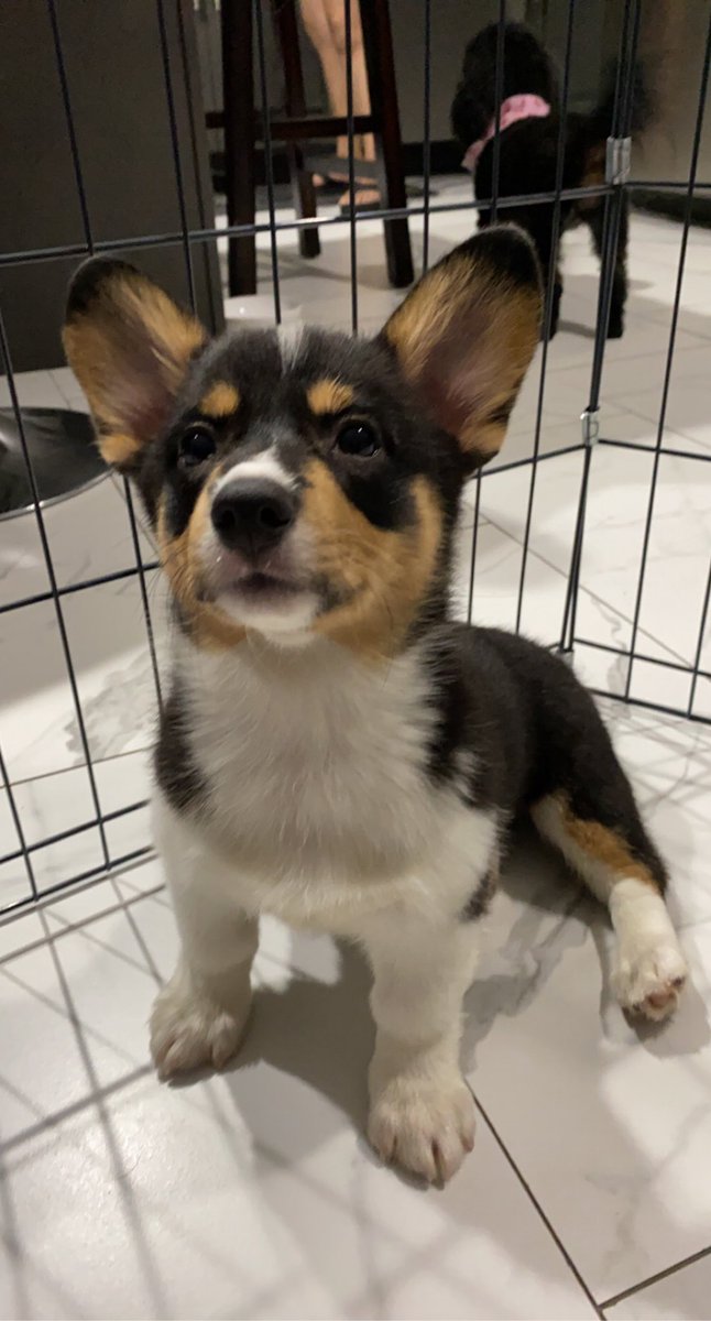loveeejen_'s tweet photo. It’s my babies 1st birthday and I miss her being so little 😭 
2 months old ——> 1 year old 🥺❤️ https://t.co/xcq7YhviXA