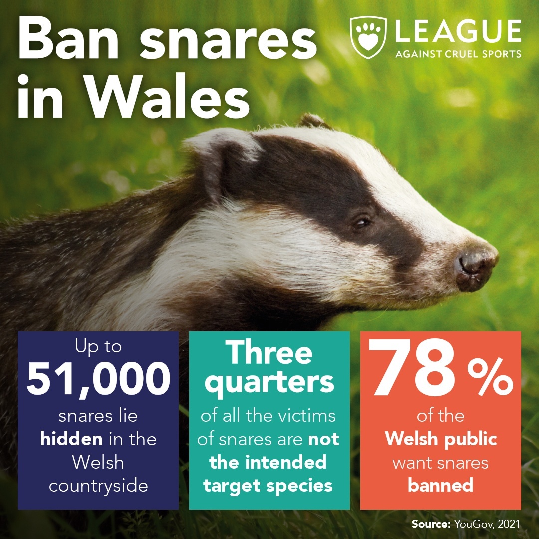 LeagueACS's tweet photo. If you are a #Welsh resident you can help to #EndSnaring today. Please write to your MS to urge them to prioritise animal welfare by banning the manufacture, sale, possession, and use of snares in #Wales.

Take action: https://t.co/tj3q9YSzL1 https://t.co/pJoXgVYl3I