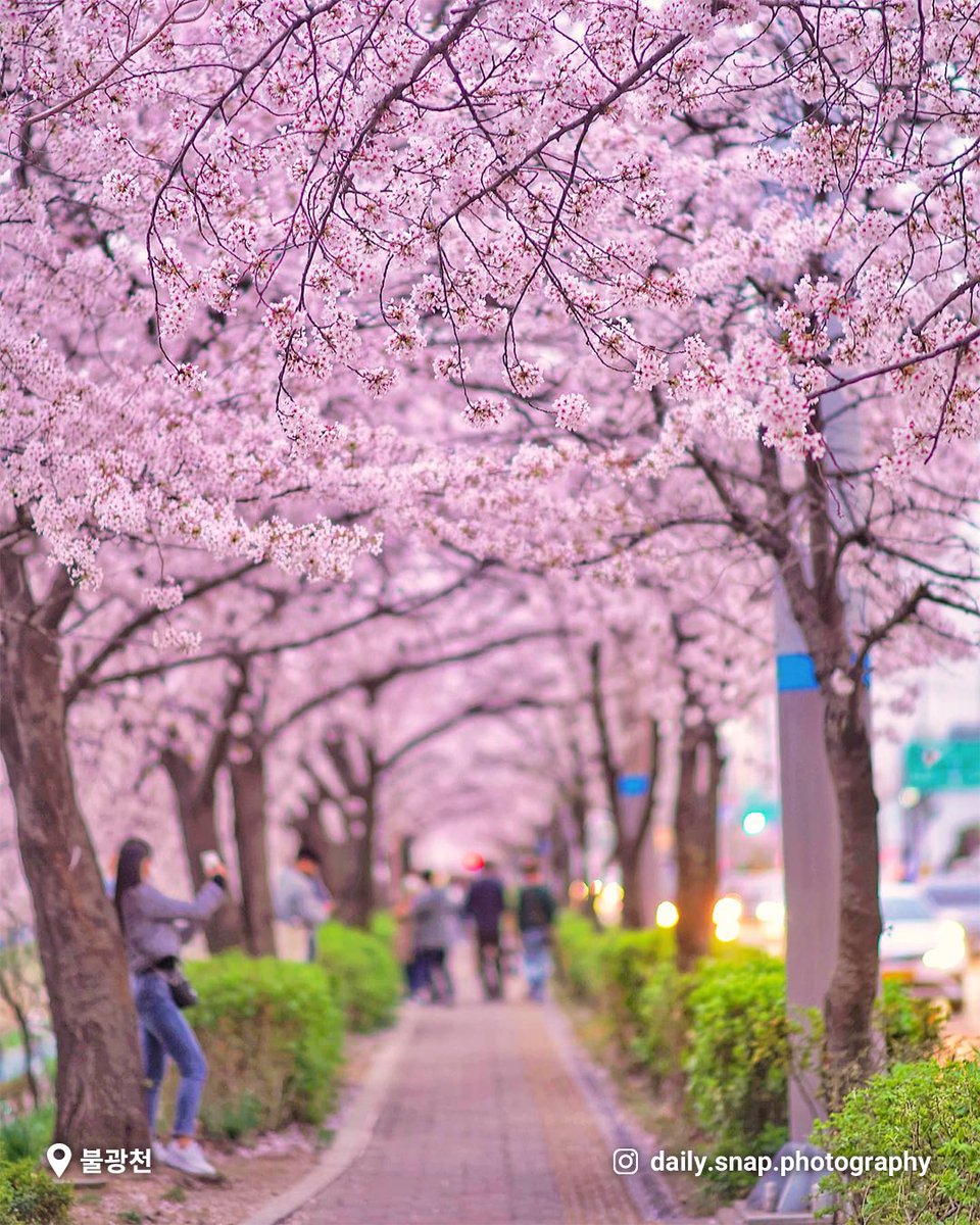 It's cherry blossom season in Korea, and wherever I go, I hear "Spring Day" by <a href="/BTS_twt/">방탄소년단</a> played at stores &amp; restaurants.
It feels warm and cold at the same time.
It's such a beautiful season with a beautiful song.
#JLifeinKorea