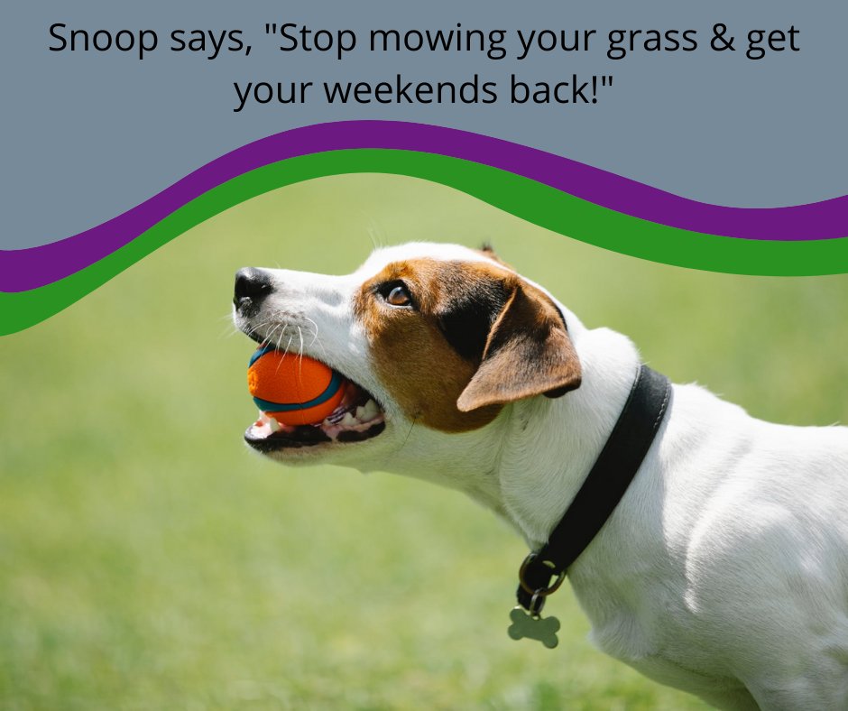 TurfEnvyUSA's tweet photo. With the time you save on lawn care, you can take Snoop to the dog park!
#TurfEnvyUSA #Nevada #Mowtivation #DogsLoveTurf #TurfNV https://t.co/ubEV74JYZ9