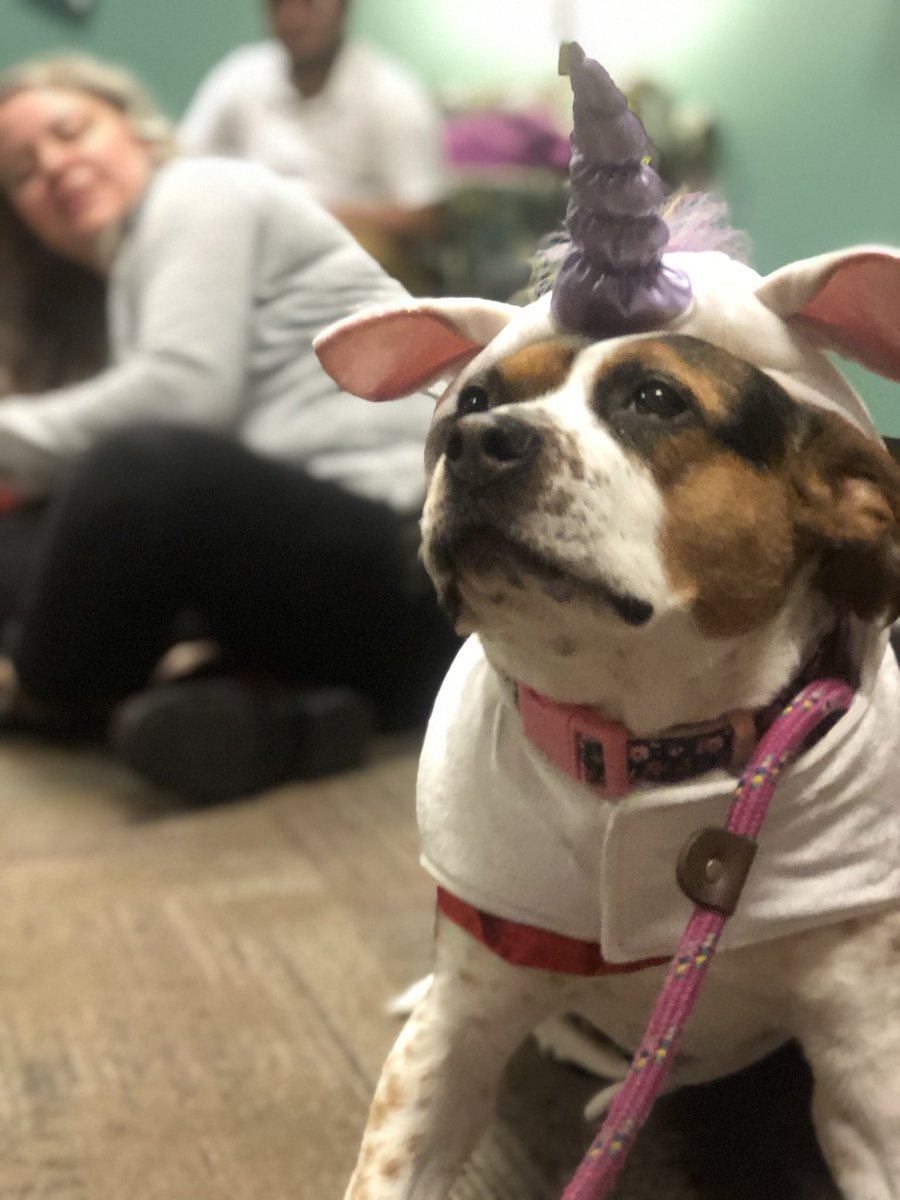 THERAPY DOG TIME 🐶 2pm in the WaGE (118 Lupton Hall) today come by to see Lizzie. #utchattanooga