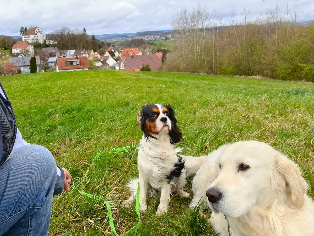 Hunde auf dem Hügel, beim Cavalier deutlich windig im Fell erkennbar, beim Retriever fällt es nicht auf, das Gras liegt im Wind