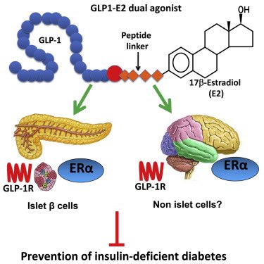 GLP-1-steroid family conjugates continue to produce fascinating results in preclinical studies-will they move forward in the clinic? <a href="/CellRepMed/">Cell Reports Medicine</a> cell.com/cell-reports-m…