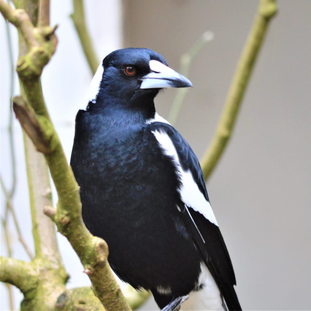 Our Australian Magpie soaking up that early spring sunshine! 🌞 📷 Ellie, Senior Aviculture Keeper