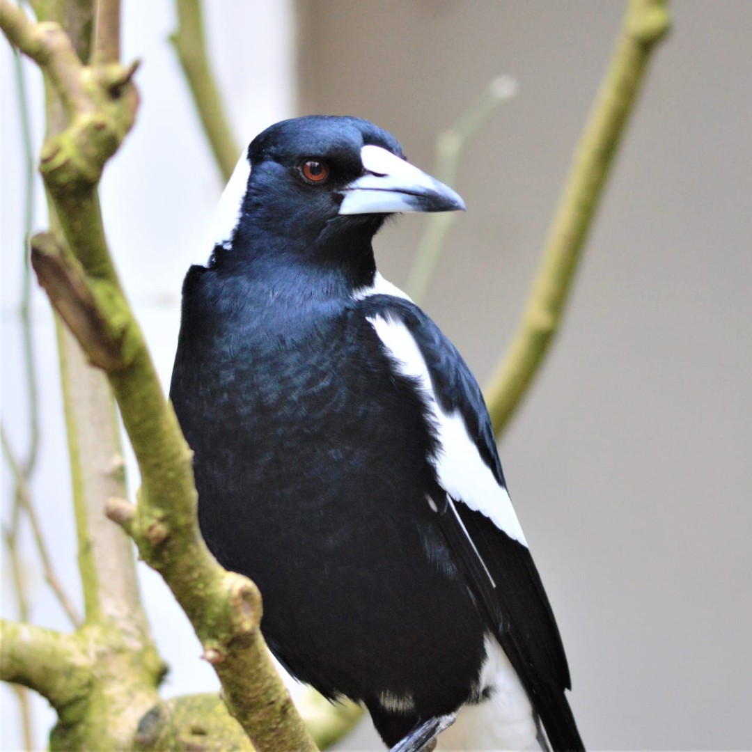 Our Australian Magpie soaking up that early spring sunshine! 🌞

📷 Ellie, Senior Aviculture Keeper