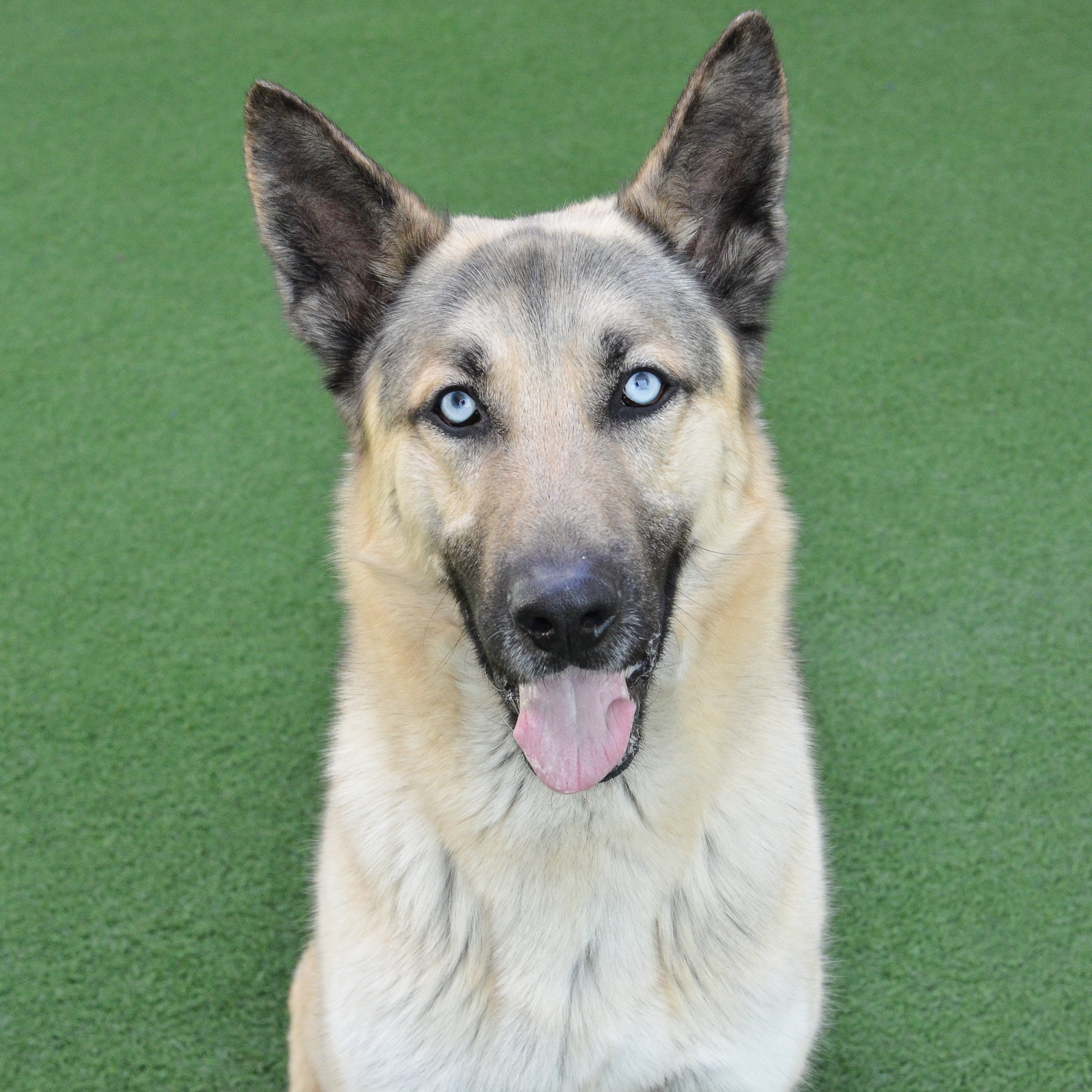 German shepherd hotsell with blue eyes