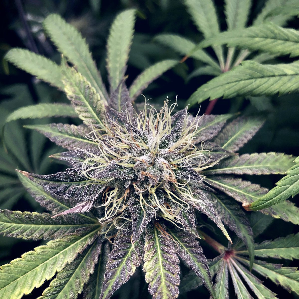 Somalian_Savage's tweet photo. @irvineseedco signature strains:
Mother of dragons 🐉 
Perfect ⭕️ https://t.co/KESRcWHFUZ
