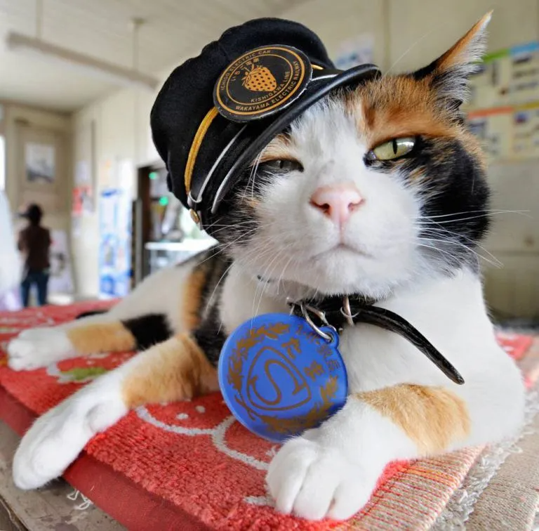 EFE_Chillan's tweet photo. #DatoFreak: ¿Sabías que una Gata Calico, salvó de la quiebra una línea de trenes en Japón? Hizo de la estación su hogar y con su ternura comenzó a atraer clientes a la estación Kishi del Wakayama Railway. Su popularidad la llevó a convertirse en Jefa de Estación en el 2007. 🐈 https://t.co/tmbBBYHalN