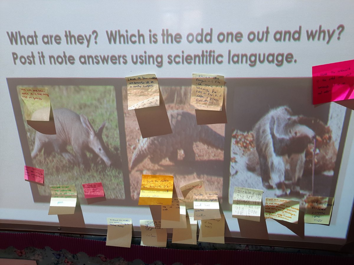 StMichaels_CE's tweet photo. More science conversation this morning with Doves class. Convergent evolution featuring an aardvark, pangolin and a giant anteater. All mammals - which would you choose as the odd one out, and why? #explorify #sciencequestions https://t.co/fsB2c1H6KL