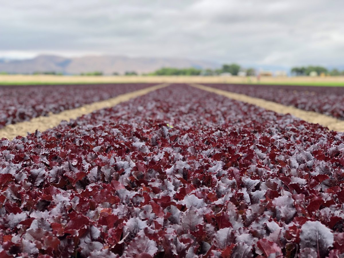 pim4u_'s tweet photo. We know the dedication and hard work we put into the land now, affects the #vegetables we grow and the #futuregenerations that follow us.

#EarthDay2022 #PIM4U https://t.co/gEow5vhlSX