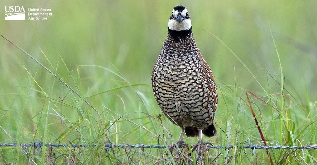 .<a href="/USDA/">Dept. of Agriculture</a> unveiled a new plan to help guide voluntary conservation work over the next five years across 25 states, including over 7 million acres of new conservation practices on productive, working lands. bit.ly/3uiVBO4