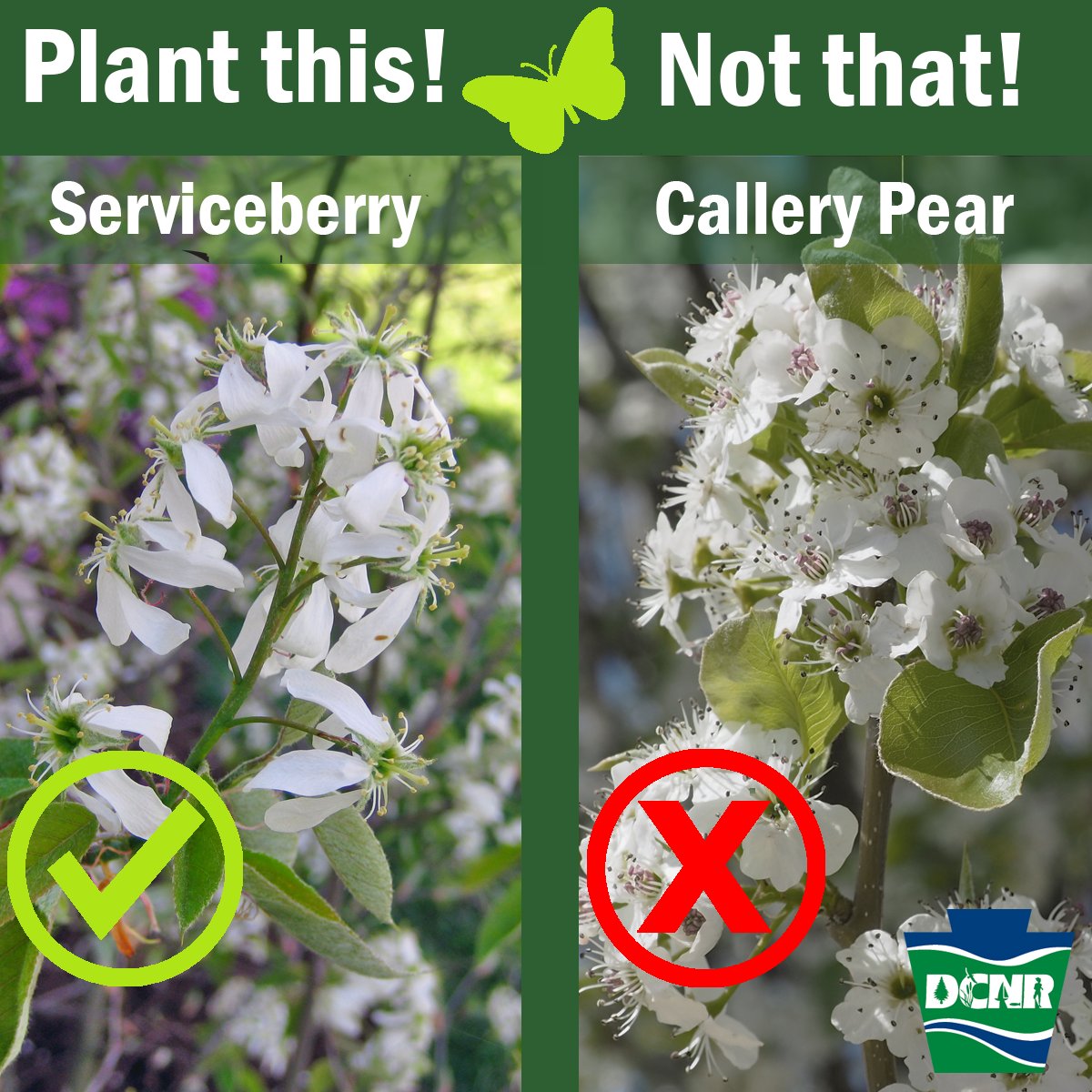 DCNRnews's tweet photo. The callery pear tree was recently added to the PA noxious weed list, sale of this tree is being phased out in the state ➡️ https://t.co/R2Vgb1rzo3. Serviceberry is a #PANative with beautiful, white blossoms in spring and provides food for pollinators and wildlife. #iConservePa https://t.co/edBUvOIwi7