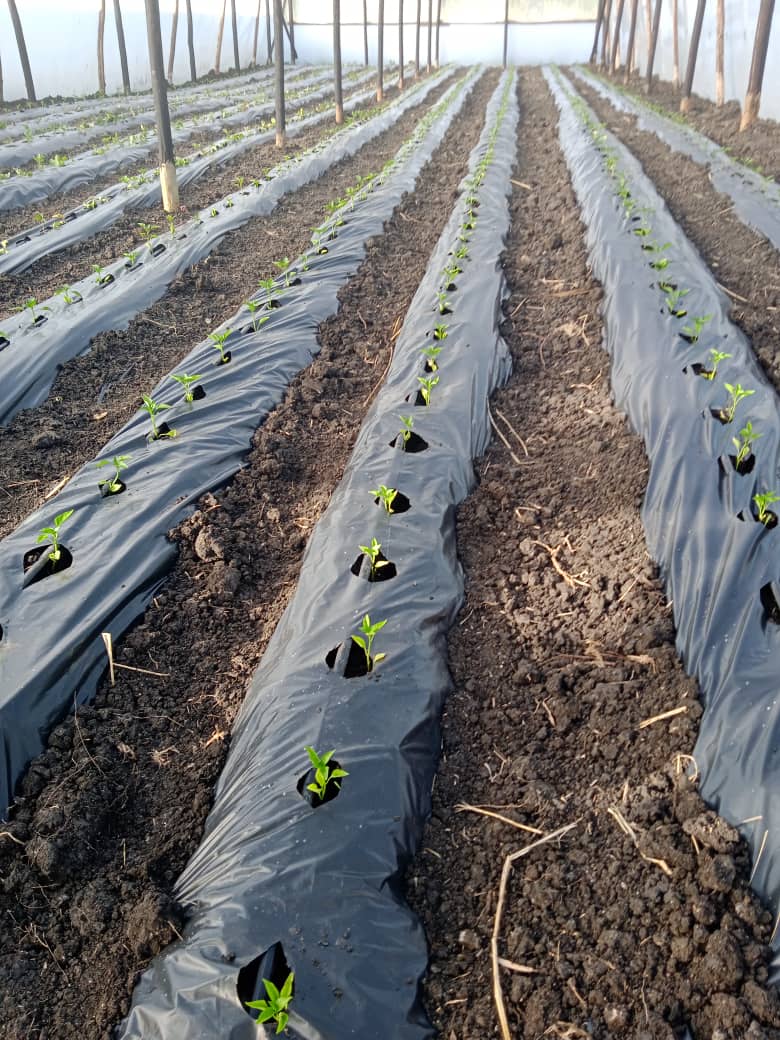 ChembelaJustice's tweet photo. U gotta have that winning attitude. #Farming is such a vibe. @ndakaripa @babatafi @geryusuwaba @PoteDior @kaytaykate @PhiriDivah @Certif_dvendor @Thafinessejay1 @david7zoe https://t.co/O7kR0CdDe6