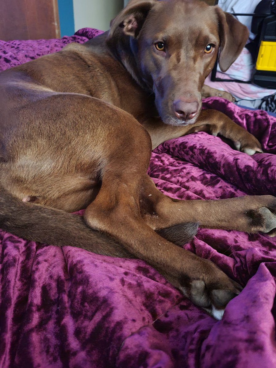 AdaJeanMoody1's tweet photo. Hooves, gills, feathers, paws or scales; show me your animal babies. Here are my girls: Coco and Princess. #cute #pets #animalsoftwitter #rt #PositiveVibes #Sharing #comment_below #LetsGo #Thursdaymood https://t.co/Oif0rHgiSM