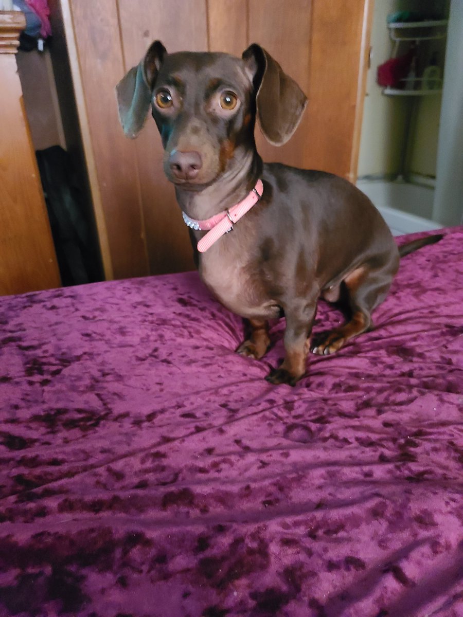 AdaJeanMoody1's tweet photo. Hooves, gills, feathers, paws or scales; show me your animal babies. Here are my girls: Coco and Princess. #cute #pets #animalsoftwitter #rt #PositiveVibes #Sharing #comment_below #LetsGo #Thursdaymood https://t.co/Oif0rHgiSM