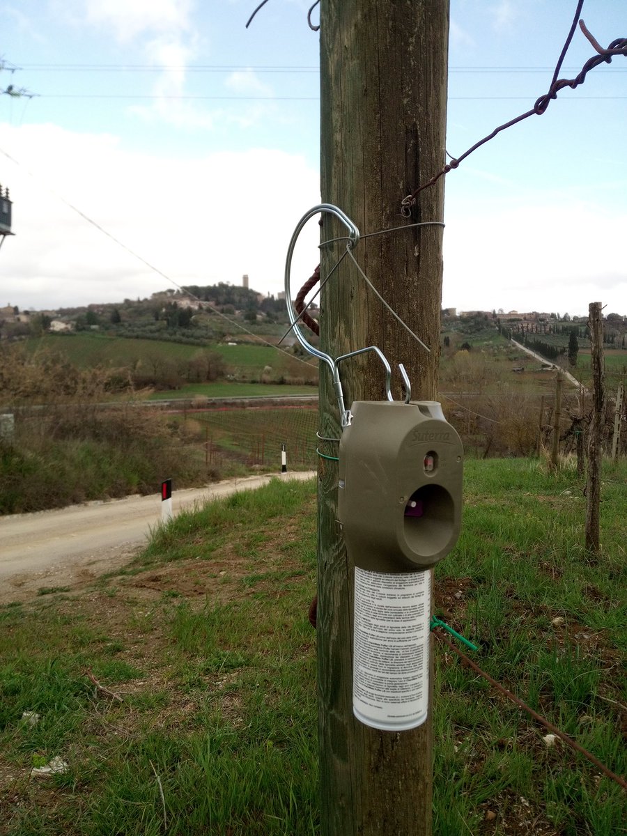 SignanoSangi's tweet photo. Iniziata la #confusione #sessuale con i #puffer #suterra. @vernacciasg @ViniBiopuntobio @vinitalyclub #vernaccia #sangimignano https://t.co/sN6SqQ8ECL
