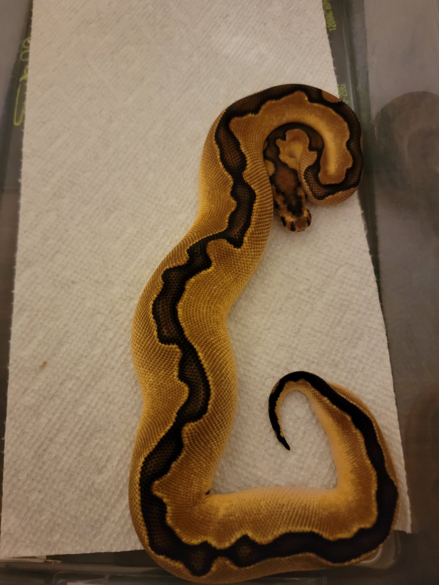 Avrigjoe42's tweet photo. Hi 👋 

It's been a busy week with house work, work work, and hobby work but we got three new girls yesterday! I promised @AttackonNikka I'd post pictures when they arrived. https://t.co/SpyPWMYMjo