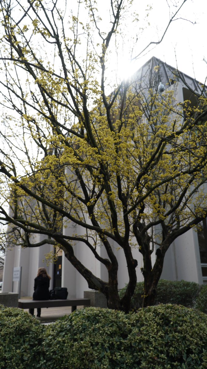 AdelphiU's tweet image. Spring is making its debut on our gorgeous campus! Be sure to stop by and enjoy the view 😎 #SpringAtAdelphi