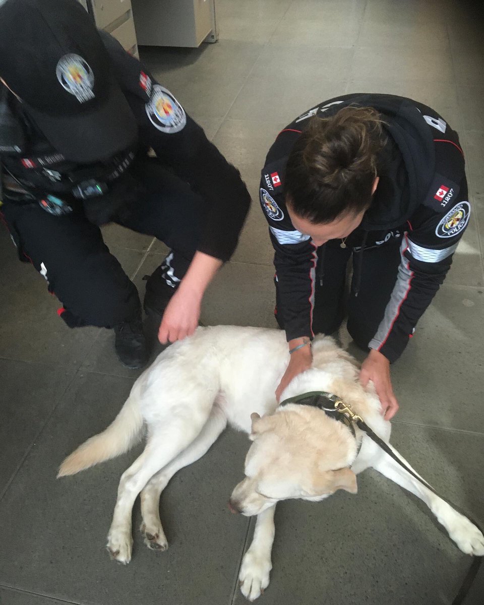RomanandDandy's tweet photo. Visiting 14D Neighbourhood Victim Advocates for the Exit Route Project. This allows services to be more accessible to the community….& of course, a chance for a belly rub from some of the officers while we were there! #dogsoftwitter #traumadogs #supportdogs #poweredbyroyalcanin https://t.co/C5xbwzB4Ll