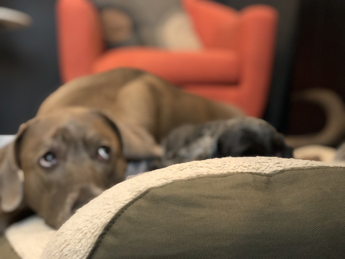 Keely Buesing tweet media