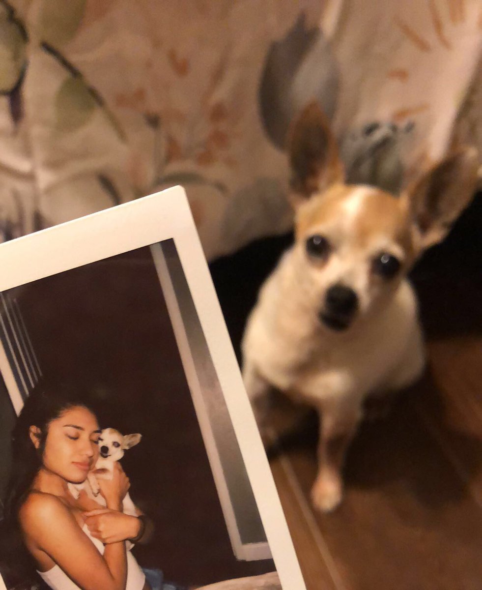 americaaaa_98's tweet photo. Yesterday we put our best friend of 15 years to rest. My little tough guy gave us the best 15 years we could have asked for. We will miss you sooo so much but we know you’re in doggie heaven being the happy little munchkin you were here 🤍🐶 https://t.co/hRyGmk1pNk