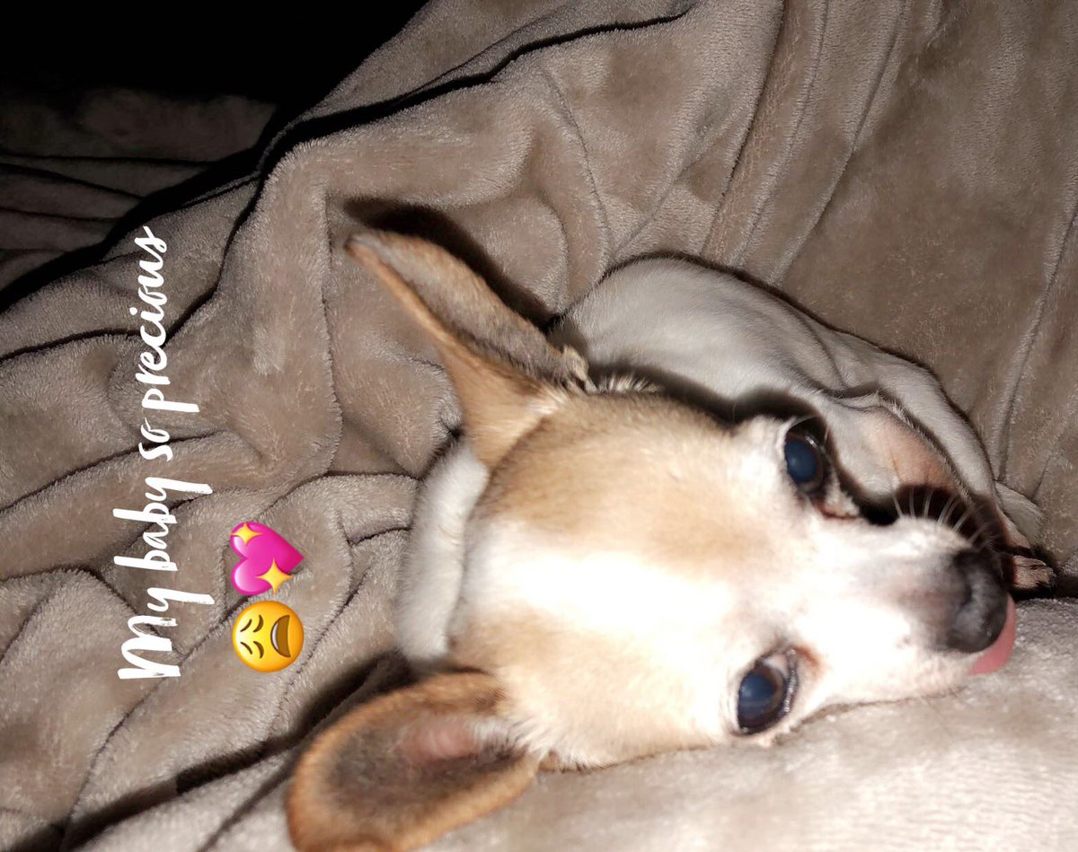 americaaaa_98's tweet photo. Yesterday we put our best friend of 15 years to rest. My little tough guy gave us the best 15 years we could have asked for. We will miss you sooo so much but we know you’re in doggie heaven being the happy little munchkin you were here 🤍🐶 https://t.co/hRyGmk1pNk