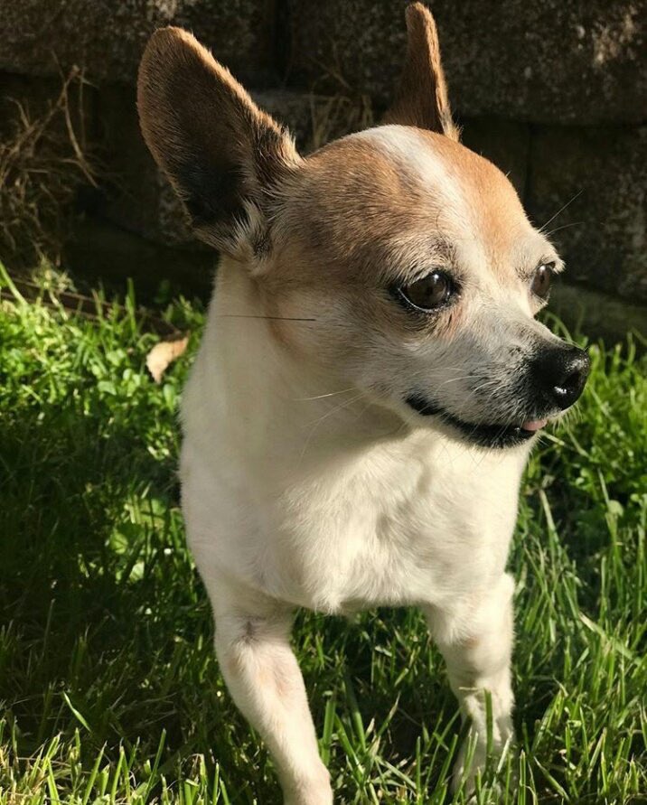 americaaaa_98's tweet photo. Yesterday we put our best friend of 15 years to rest. My little tough guy gave us the best 15 years we could have asked for. We will miss you sooo so much but we know you’re in doggie heaven being the happy little munchkin you were here 🤍🐶 https://t.co/hRyGmk1pNk