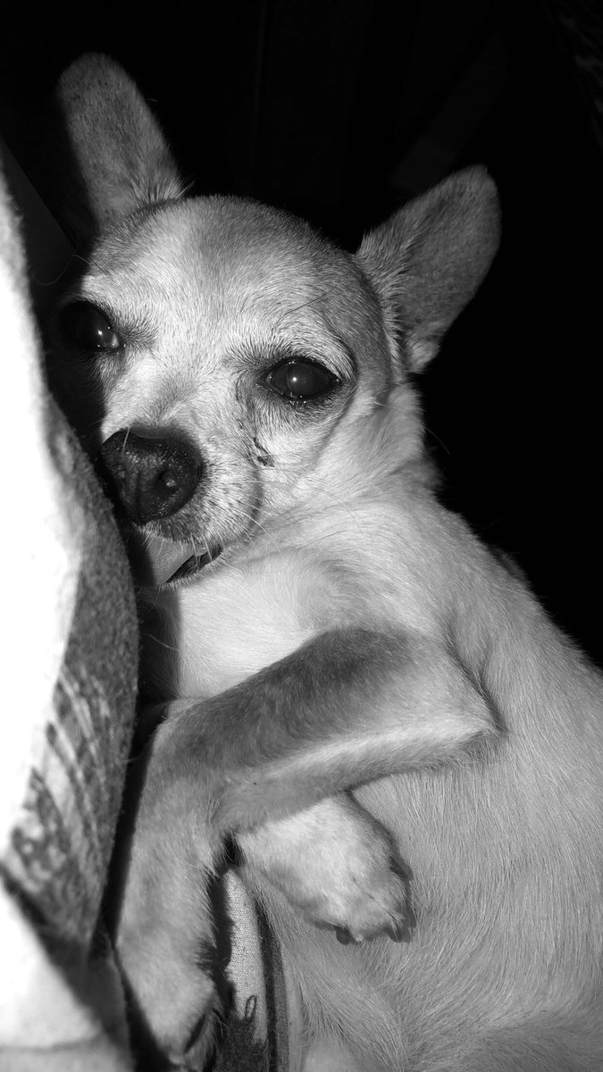americaaaa_98's tweet photo. Yesterday we put our best friend of 15 years to rest. My little tough guy gave us the best 15 years we could have asked for. We will miss you sooo so much but we know you’re in doggie heaven being the happy little munchkin you were here 🤍🐶 https://t.co/hRyGmk1pNk