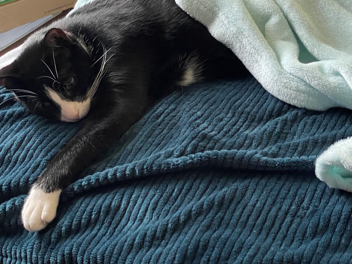 Gigi Luvs A Rainy Day!
#RainyThursday #cats #petlover #bekindalways