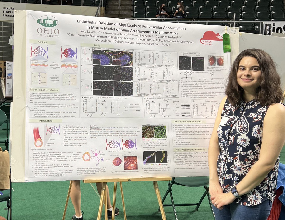 Successful poster presentation at #oustudentexpo on effects of endothelial Rbpj deletion on perivascular cells in a mouse brain AVM model. @bobcatsdiscover @ohiobiosciences <a href="/nielsen_ohio/">Nielsen Lab</a>
