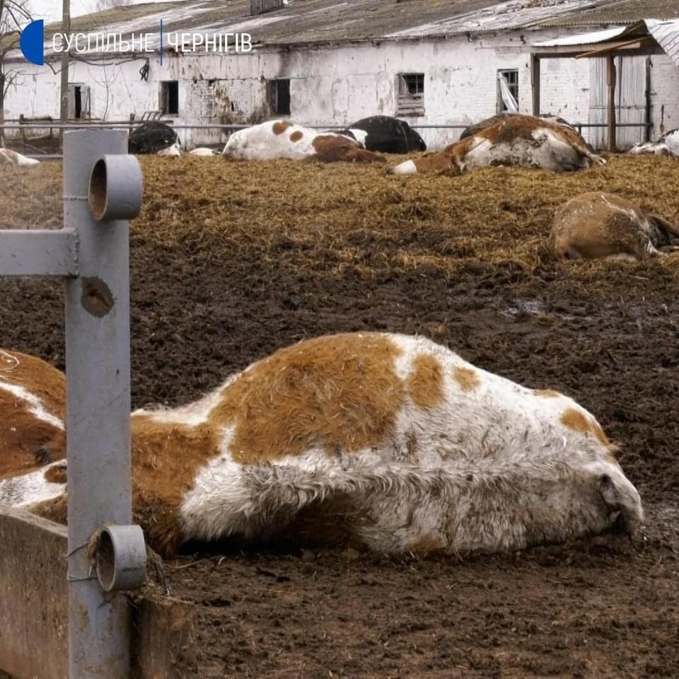 🇺🇦Lukashivka, Chernihiv region, was under occupation of Russian troops for 21 days. 

On photos — all that remains from the dairy farm of one of members of Association of milk producers of Ukraine.