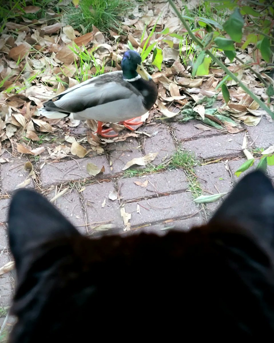 dancingnancyla's tweet photo. My almost 18yo #cat seeing #ducks for the first time 🤣.

She wasn't impressed but they were very polite and walked me out on my way to work. (Video below).

#whattheduck https://t.co/6fVqFXXNLU