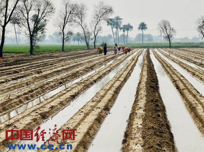 shahsabg's tweet photo. National Research Center #jointly Sichuan Agricultural Universities & Islamia University of Bahawalpur, spring sowing #demonstrative maize-soybean strip intercropping technology #completed. Planters tested for 1st time in🇵🇰,#greatly relieve for local farmers in the future.#CEN https://t.co/eE3iN3kMpd