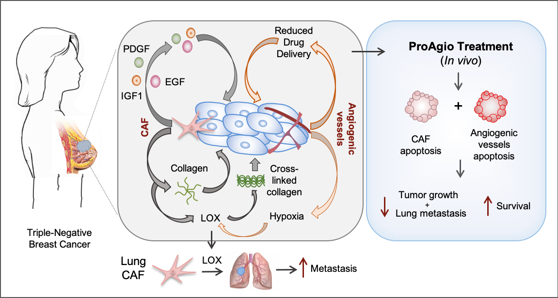 .<a href="/MalvikaSharma06/">Malvika Sharma</a> et al. present a treatment strategy by simultaneously depleting #BreastCancer cancer-associated fibroblasts and tumor angiogenic vessels. bit.ly/3v5GmaC

From our #Cancer Collection to accompany #AACR22: bit.ly/3ugs086