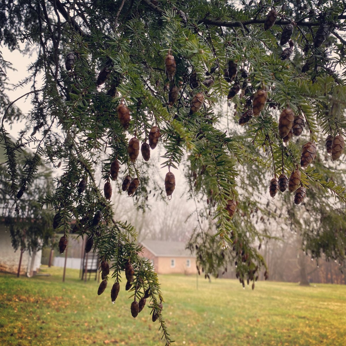 RicksExpertTree's tweet photo. Did you know if it’s raining our estimators are still out there giving free quotes! Call 215-785-2168 to receive your free estimate! Remember: no payment needed until job is complete. https://t.co/zsXbIyBZnr #treelife #rainday #lovewhatyoudo #wehavethebestcustomers #freeestimates https://t.co/BB6HCArGoR