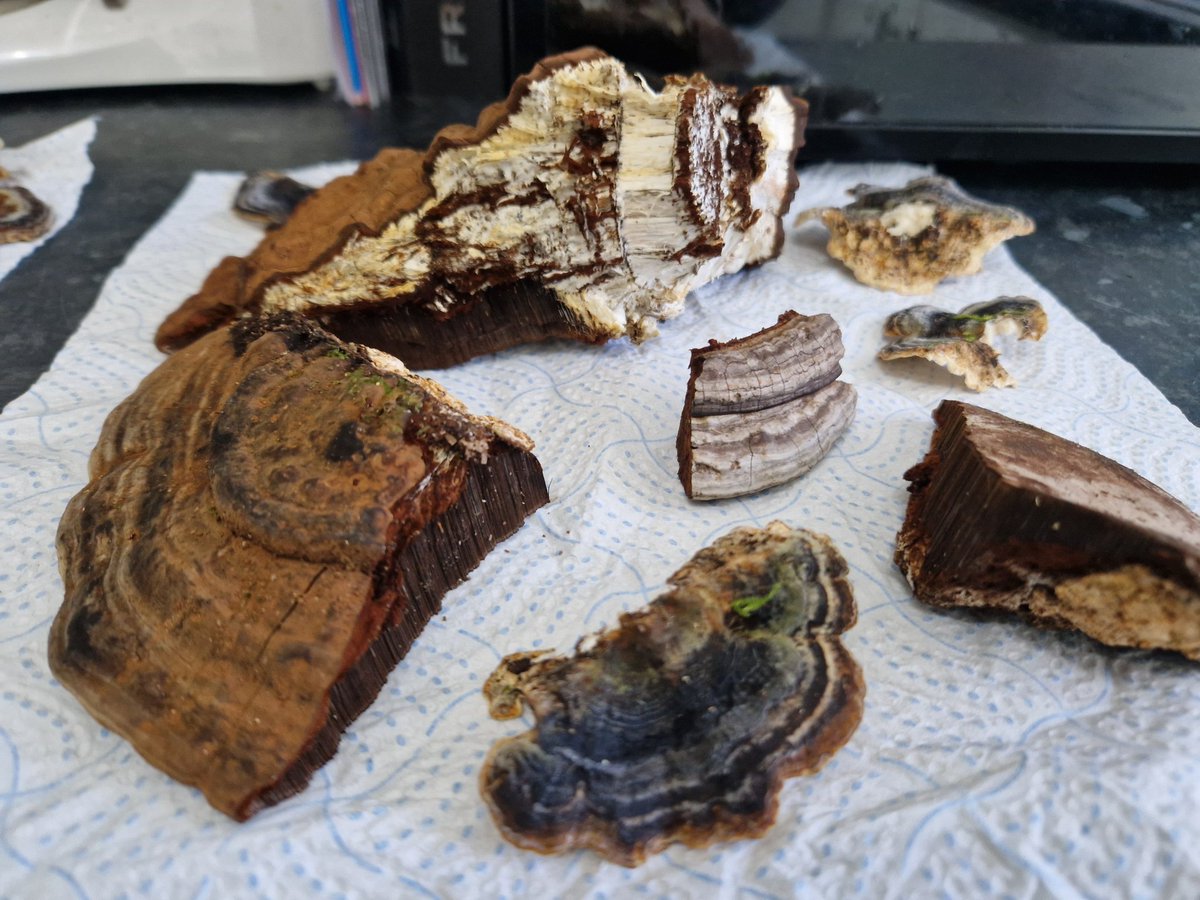 muscariamadge's tweet photo. So today I collected some #ganodermaapplanatum and #Trametesversicolor. I swore to myself that this year I would start using what I find as its almost impossible to ignore all the health benefits...so wish me luck guys!! 😊
#fantasticfungi #foragedmedicine #wildmedicine #health https://t.co/xfRibDf0SO