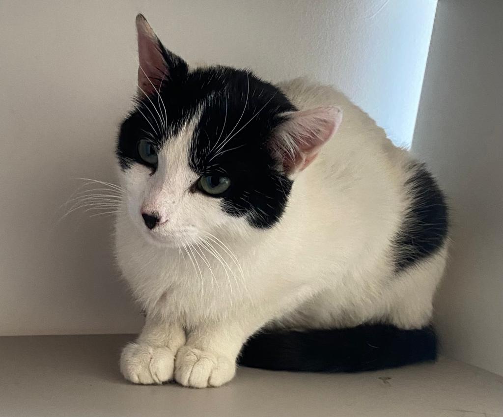 Colonias_Noain's tweet photo. En acogida a este pequeñín de 11 meses, Charly, negativo a leucemia, ahora en tratamiento por calicivirus, mejorando cada día. Es un amor de #gato, mimoso y tranquilo, necesita un hogar que lo haga muy feliz #AdopcionResponsable
#Noáin o #Pamplona y alrededores.
Contactar aquí! https://t.co/npZV2byPyB