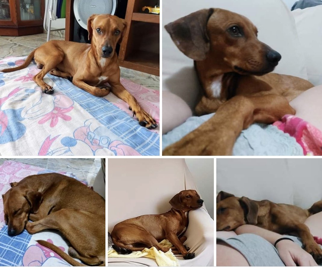 SandroAlvezz's tweet photo. Ele é super dócil com gente e animais. Acolhi numa casa que tem cachorra e gato e de cara foi tranquilo a socialização. Por favor me ajudem a achar um lar pra essa criança fofa cheia de alegria!

ALGUÉM QUE POSSA ADOTÁ-LO?

Está na Praça Seca, telefone: 999304151

#sospet https://t.co/ObwBwFtlo9