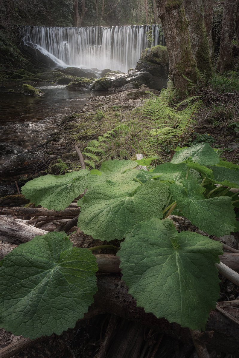 EfrenVPhoto's tweet photo. 🌱A la orilla del río. 

🔴 Leica SL2-S + 24-70mm  Vario-Elmarit 

©️https://t.co/CxNVv3xaAy 

#Asturias #fineart #naturelovers #landscapephotography #Leica #Waterfall https://t.co/NdlhINIlkX