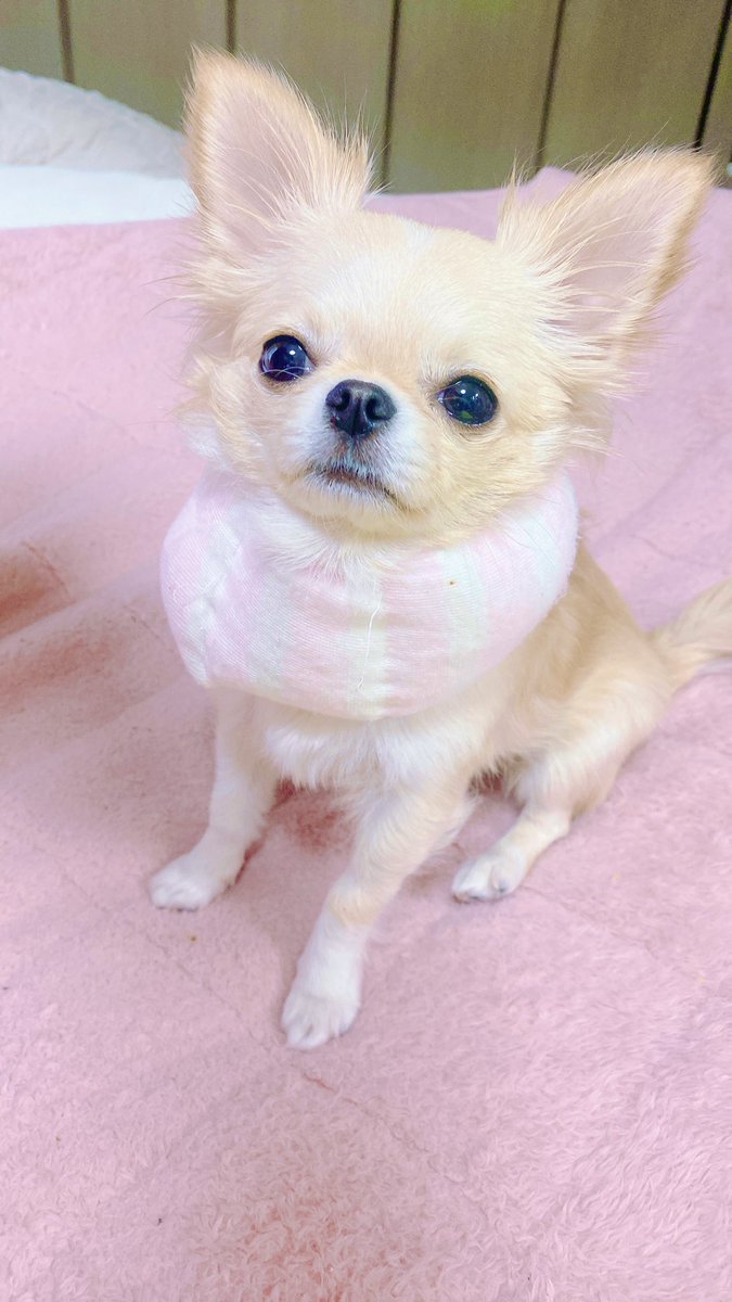 1228MAMI's tweet photo. 子供用靴下に綿を詰めて巻いてみた♫首の引っかき予防にしてみました。おはよー💕夏までに少し毛が生えてくるといいな〜 https://t.co/y8NEIr24Sl