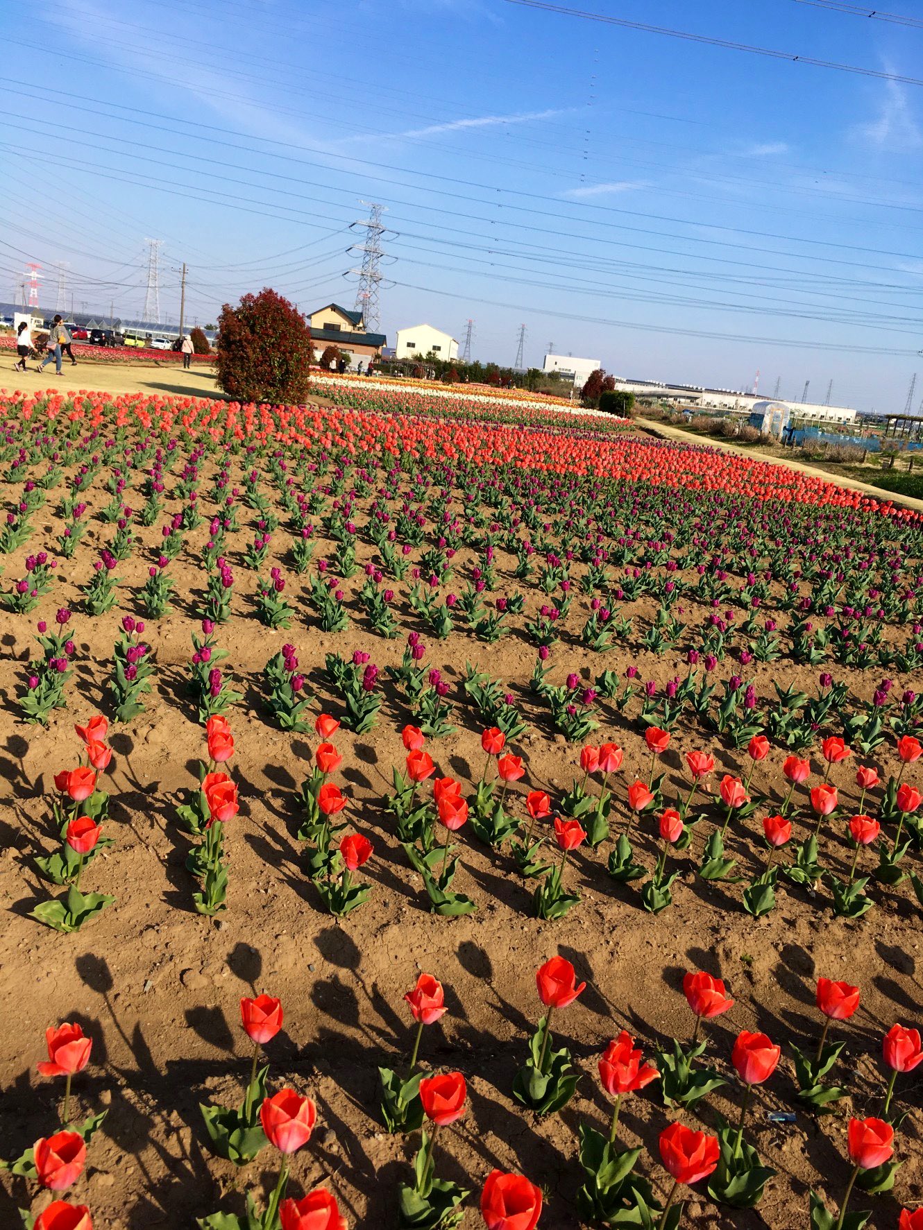 はたけやま裕 こうのす観光大使 より チューリップまつり のお知らせ 日程 4月9日 土 10日 日 各日9時 15時 場所 花のオアシス 市民農園 鴻巣市寺谷736 隣 私は出演しませんが観光大使仲間がイベントスペースにてライブも行います お