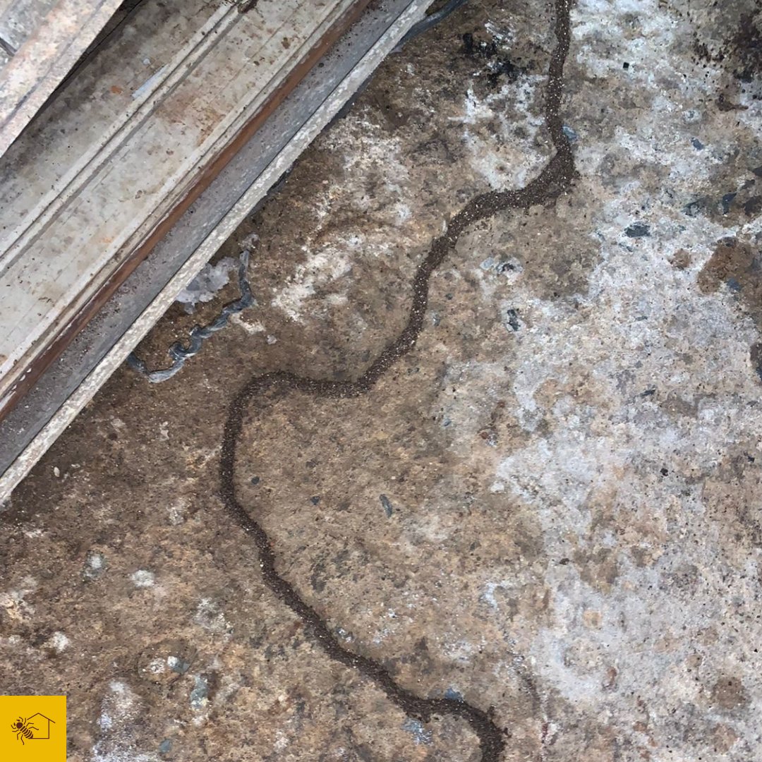 TemCupimlaemCS's tweet photo. Hello everyone, our follower @dricaandere came across a surprise when entering the basement of the house and sent us these amazing photos, come with us to follow this case and learn a little more about it!

#Cupim #termites #termite #Isoptera #entomologist #entomologia #insetos https://t.co/6DL0Czo2YU