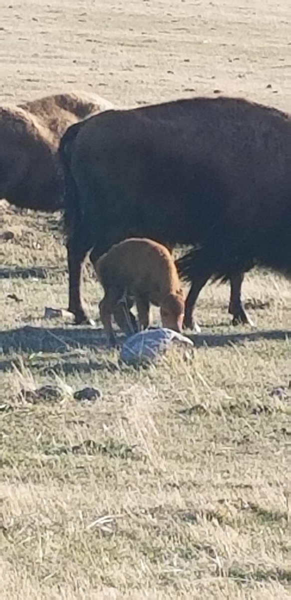 Tammy Wilson tweet media