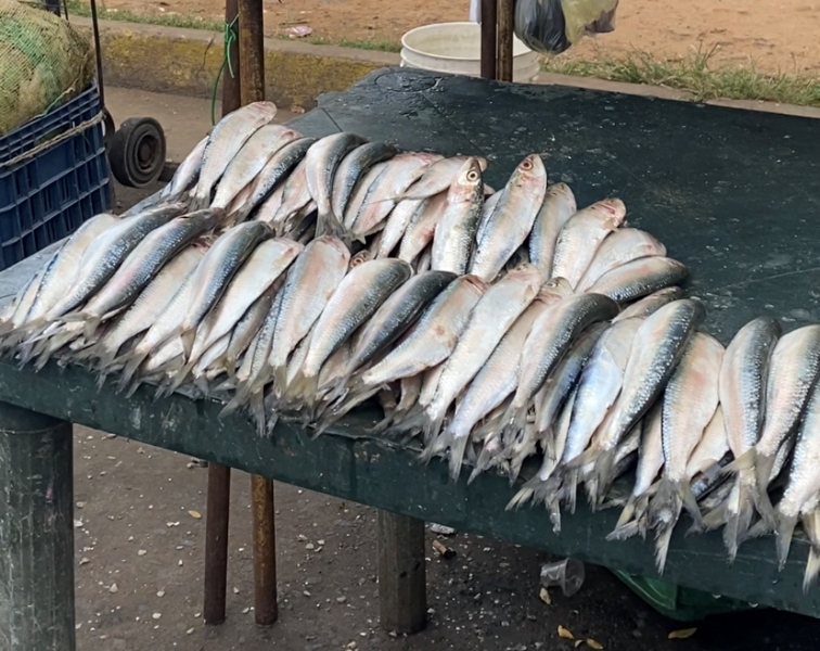 SoyNuevaPrensa's tweet photo. Sundde establece precios del #Pescado para Semana Santa: la sardina, el más económico - https://t.co/lzSLYUXIMJ
#SoyNuevaPrensa #Atun #Coporo #Mero #SemanaSanta #Economía #Featured https://t.co/Mppq4Xyku7