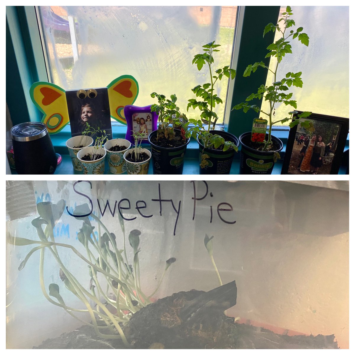 epolomskyprek's tweet photo. Spring is for gardening 🌻🥬🍅🪴🥕🧅🌸 They are loving their sproutlets 🤩#MBEUnity
#mbeisfamily 
#mbebears
#mbebears2021
#lighttheway
@HumbleISD_PREK
@HumbleISD_MBE https://t.co/cWZcGhDovg