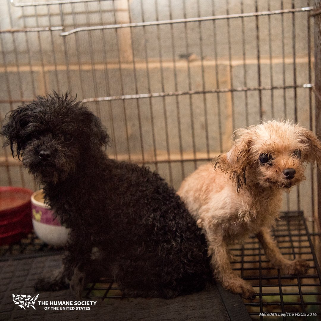 The Humane Society of the United States on Twitter "Help dogs